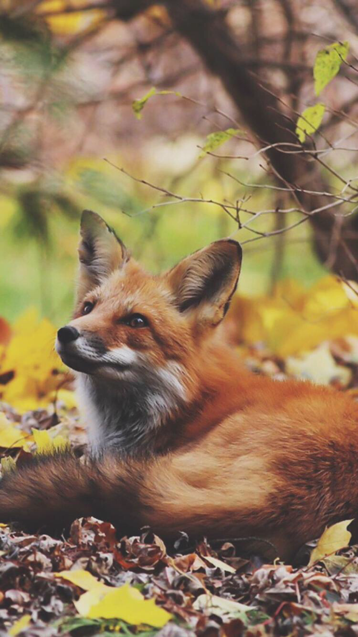 And Other Animals — Red Fox in Autumn Leaves