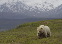 fawnscout:  bear-pictures:  A blond grizzly, Denali National Park, Alaska.  bears are beautiful 