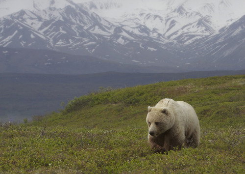 fawnscout: bear-pictures: A blond grizzly, Denali National Park, Alaska. bears are beautiful