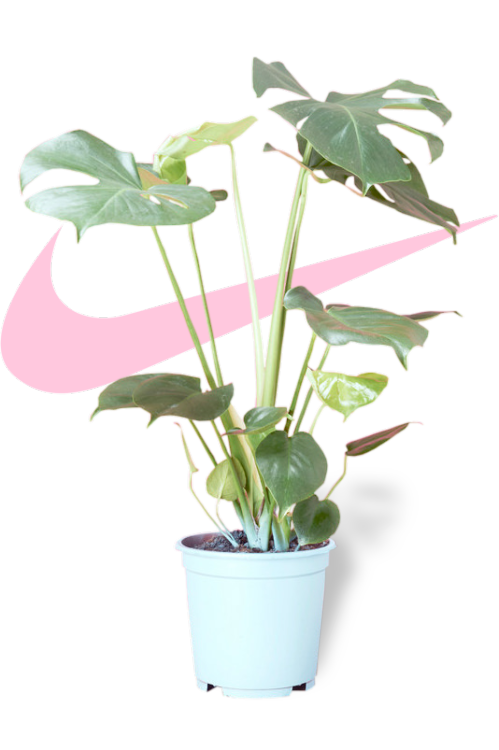 transparent“plant + nike aesthetics “x