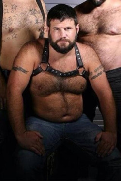 The Bear Wall