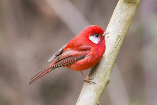 nature-and-biodiversity: Red Warbler Cardellina rubra Source: Here