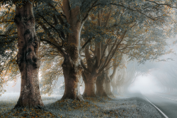 tulipnight:  Mist by Richard Jenkins 