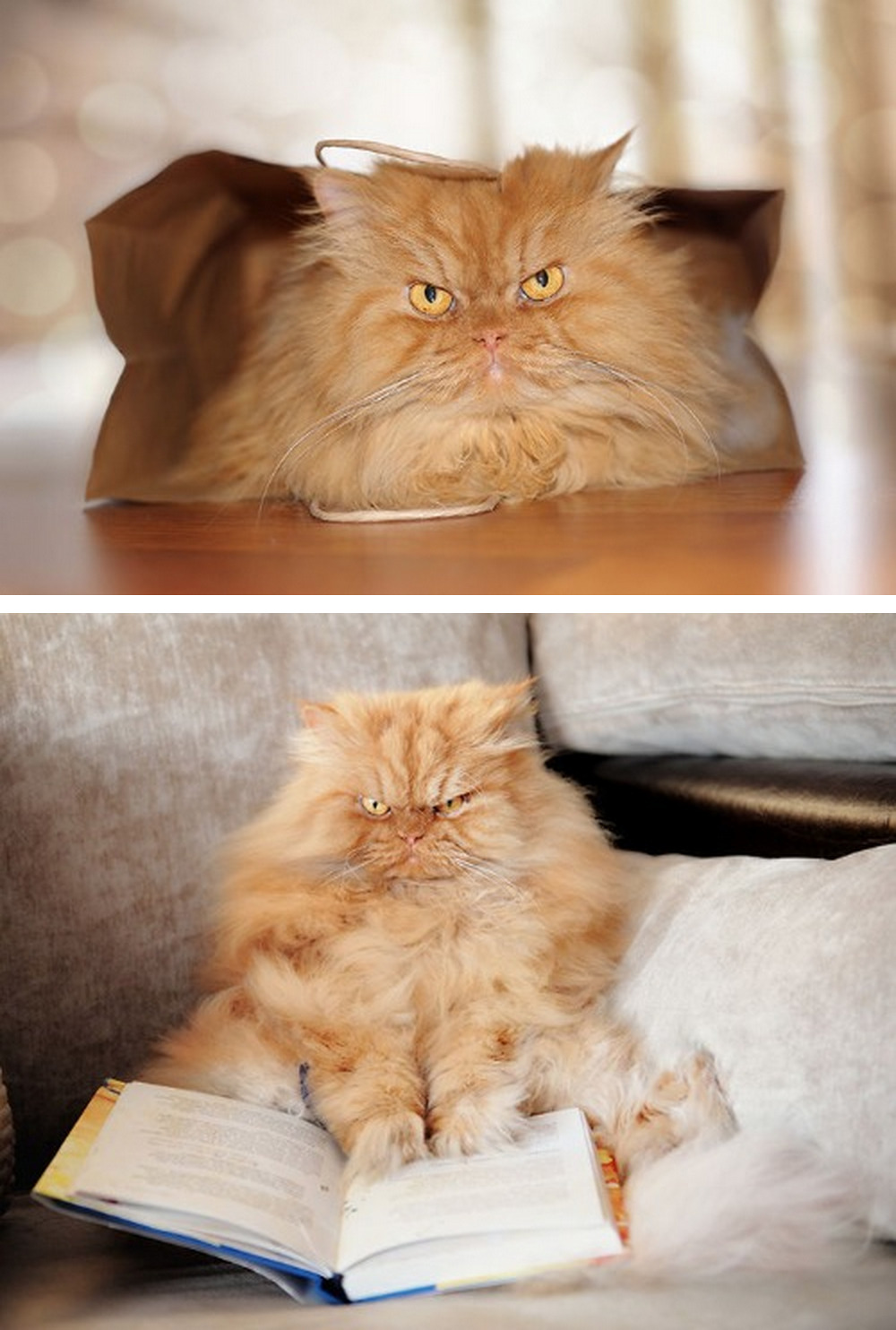 tastefullyoffensive:  Meet Garfi, the World’s Angriest Cat  |  Photos by Hulya