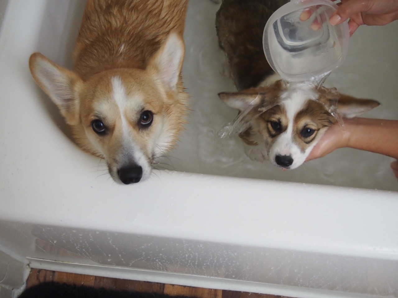 appleofmypi3213:Kira had her first bath at home last night. She wasn’t happy about