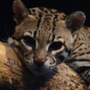 blackleopards-whitelions avatar
