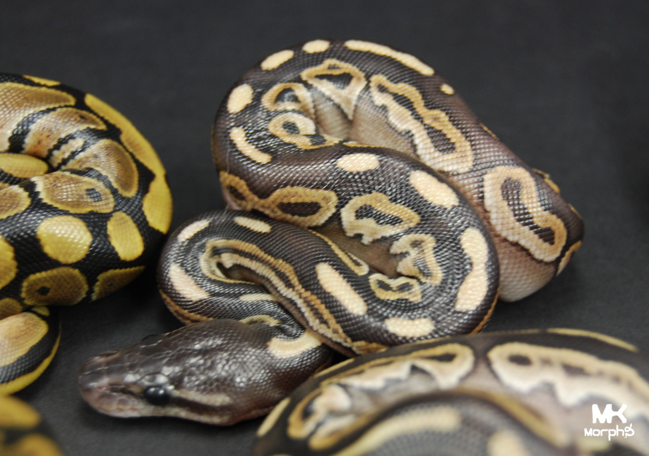 mkmorphs:  We already planned to keep a female mojave cinnamon but we are now giving