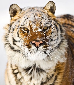 beautiful-wildlife:  Amur Tiger by © suhaderbent