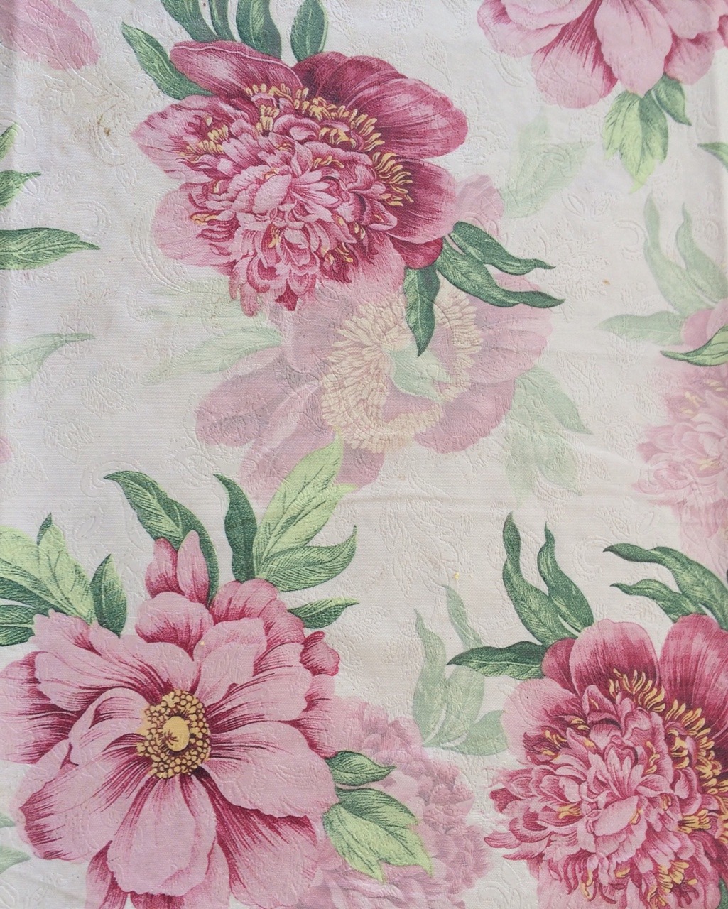 artygogh:  frankie matches with my tablecloth 🌸 