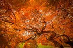 te5seract:Autumn branches &amp; Autumn Tree by  Danny Dungo  