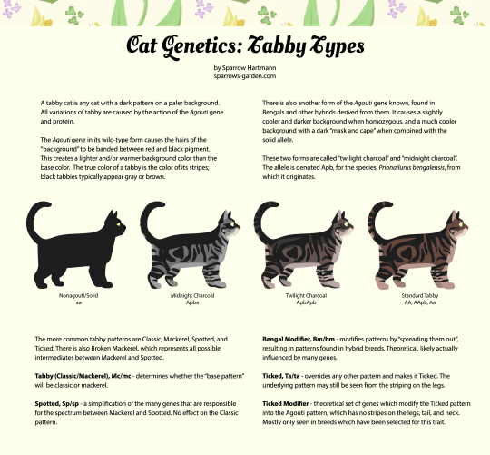 How the Cat Gets Its Stripes: It's Genetics, Not a Folk Tale - The New York  Times