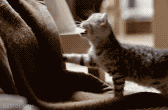 cats-andacid:  heartbeatsandfashion:  The cutest thing ever  Omfg yes I can no longer be sad.
