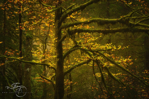 photos by Enrico Fossati | MY TUMBLR BLOG | The sexiest tree trunks on earth. Featuring Tyra Barks, 