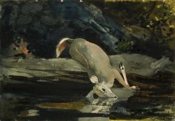 glaucussubmerged:The Fallen Deer, Winslow Homer 1892