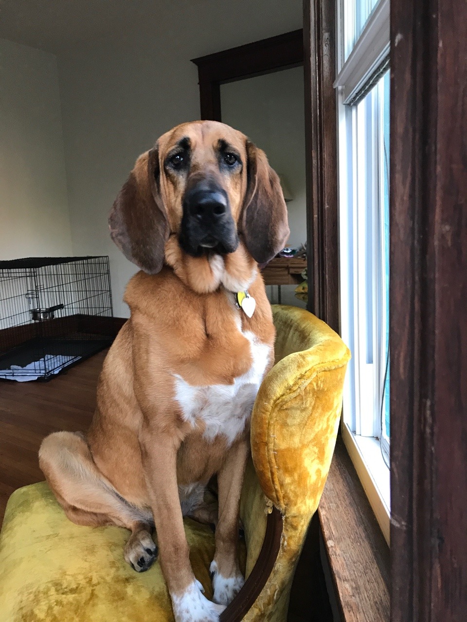 Canberra analyse Udseende handsome dogs for you in these trying times — This is Brickle! Bloodhound/ coonhound/shepherd...