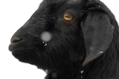 A goat contemplates the snow. 