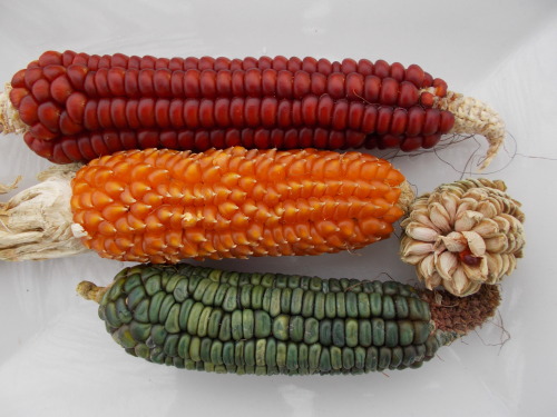 hortushorrei: Beautiful corn from my friend, Alessandro Corbellini.  Red eight-row corn, Pignol