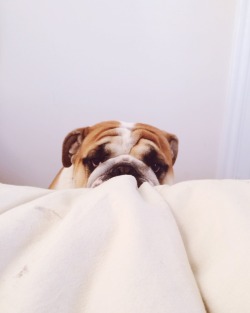 English Bulldog Love