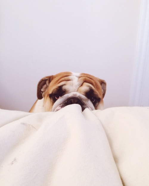 XXX English Bulldog Love photo