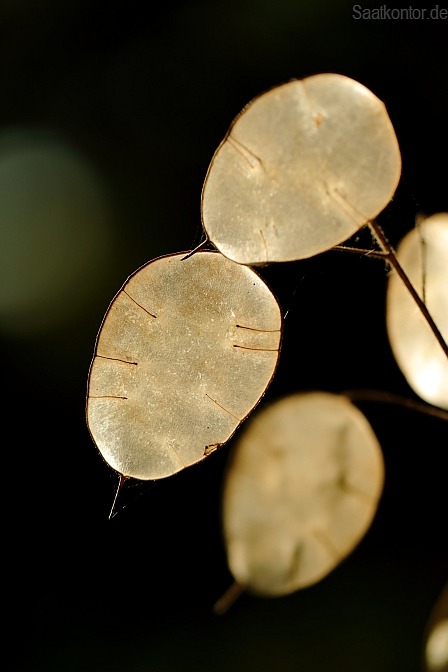 Annual Honesty / Garten-Silberblatt, Judaspfennig (Lunaria annua) Seed source: www.saatkontor.de