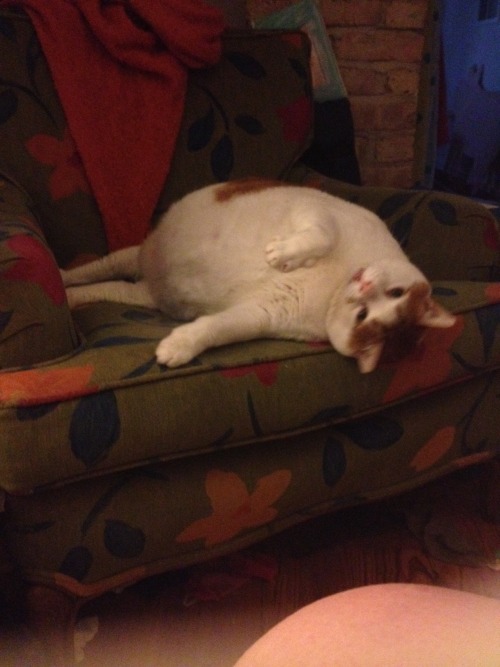 feedmerightmeow:HELLOOOOO FROM THE OTHER SIIIIIIIIIDE