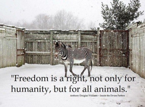 defend-animals: