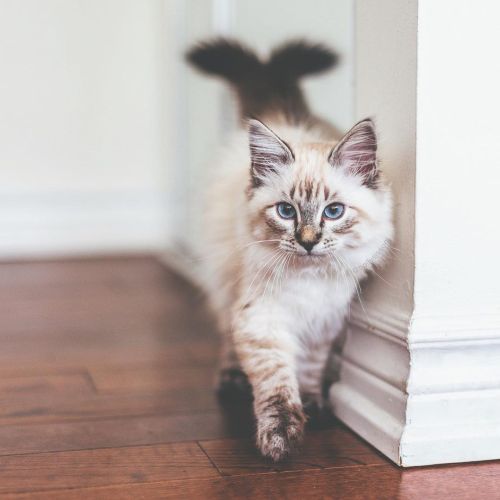 Charlie ❤️ #toronto #kitten #SiberianCat #canonR6 (See more of Charlie, Finnegan, and Oliver, on @pi