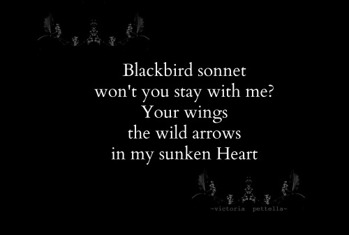 Blackbird Sonnet~victoria pettella