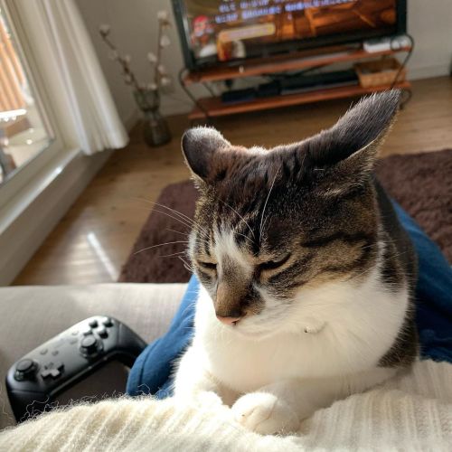 super-keipin:DQ11Sやり始めると寝始める子・#kei備忘録 #ねこ #ねこ部 #cat #animals #ネコ #ネコ部 #猫 #猫部 #香箱 #はちわれ #日本猫 #三毛猫 #名古