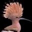 edgarallanhoopoe