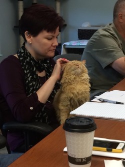 coolcatgroup:  coolcatgroup:  catsonweb:   I’m a board member of a cat shelter &amp; sanctuary. This lil girl stayed for the entire meeting today. by lesmax. What you think about?  Oh my gosh that cat looks so happy   I love this picture  
