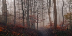 sapphire1707:  Forest path | by LeifLndal | http://ift.tt/1v3d5Vj