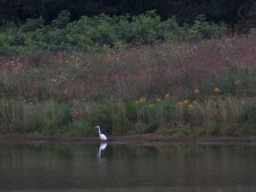There were at least six, possibly as many as eight common egrets at the lake this morning, plus grea