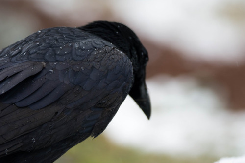 mickyswildlifeexploring:Portrait of a Raven