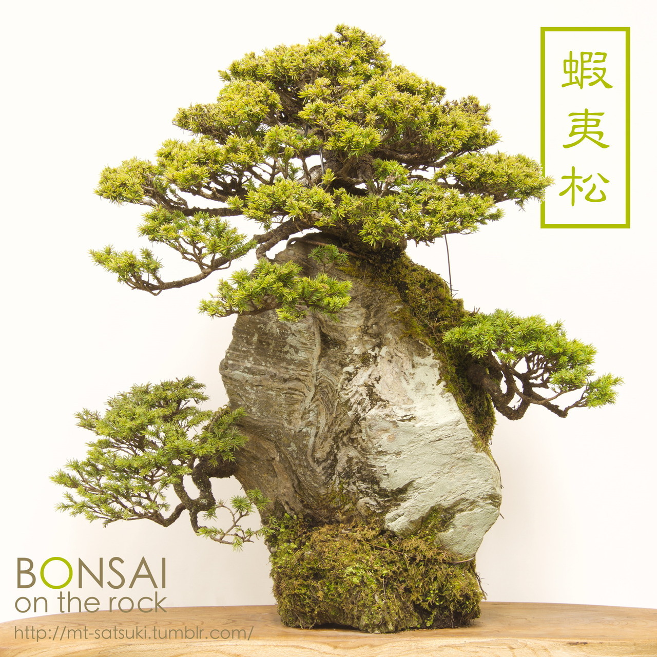 石付盆栽 bonsai on the rock • 蝦夷松（エゾマツ）の石付盆栽 ...