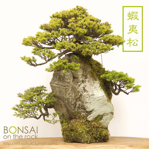 蝦夷松（エゾマツ）の石付盆栽YEZOMATSU, Yezo spruce bonsai on rocks2018.2.24 撮影bonsai on the rock| Creema | BASE | 