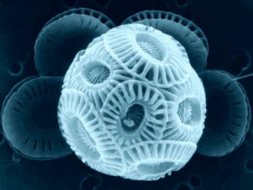 mucholderthen:The Phytoplankton Emiliania huxleyi Coccospheres up close and personalIMAGES: Natural 