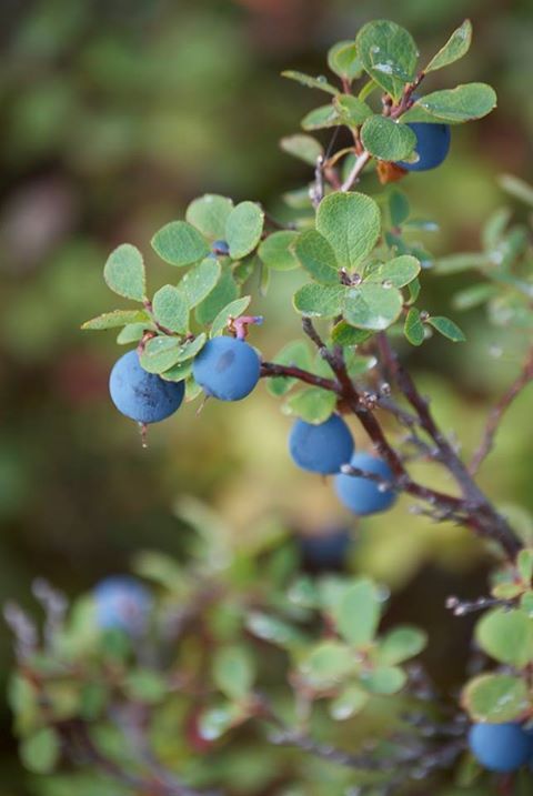 The blues of Denali! Via Alaska Travel News.