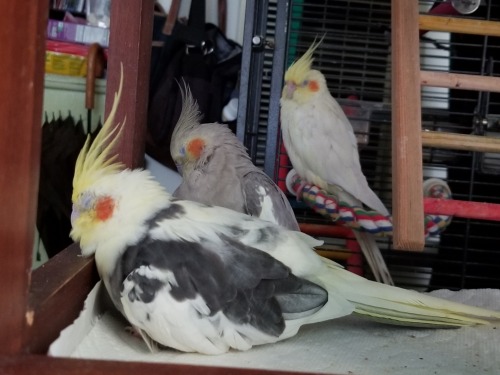 It’s stupidly warm here today, and the heat is making the birds sleepy