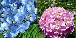 comicallymacabre:  ultrafacts:  Hydrangea macrophylla flowers can change color depending