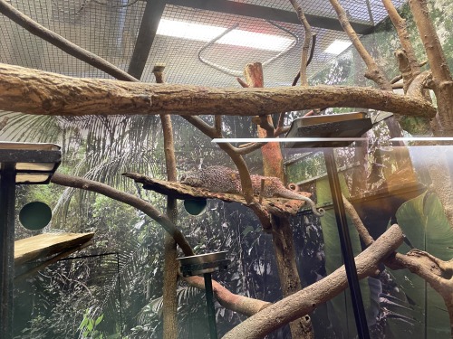 Prehensile-tailed porcupines at the Smithsonian National Zoo in Washington D.C.