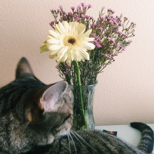 daisiebee: attempting to brighten up my room