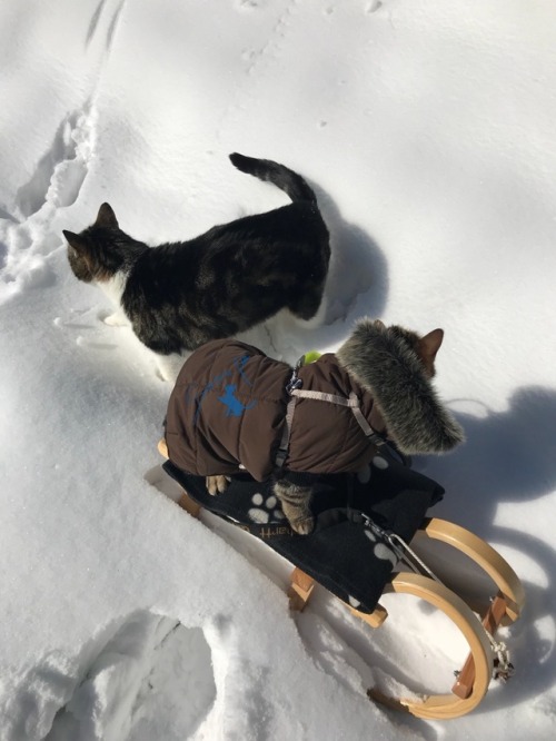 samirafee:#NILS &amp; MAJA❄️WE LOVE SLEDGING@samirafee