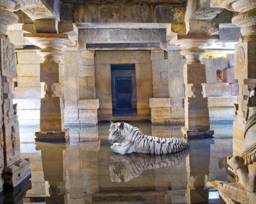 fer1972:  Felines in Temples by Karen Knorr