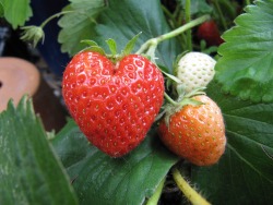 llovinghome:Heart shaped Strawberry
