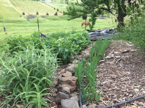 Orchard with gardens in the understory