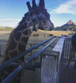 #stanleygiraffe #winesafari #winery by amyanderssen5