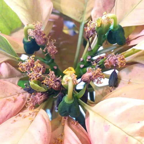 Juicy poinsettias… forbidden grapes… forbidden honey… forbidden cheeto dust&hel