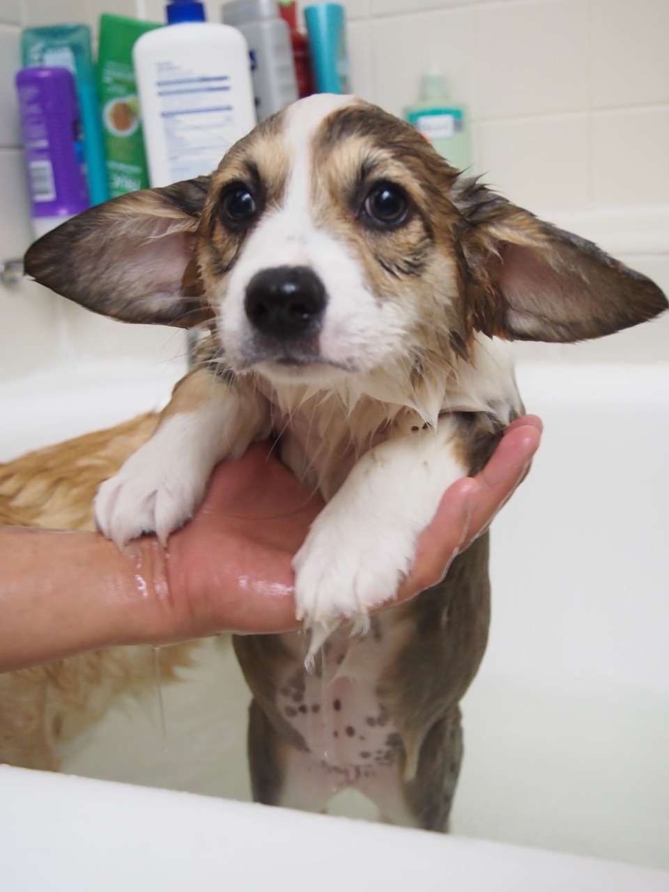 appleofmypi3213:Kira had her first bath at home last night. She wasn’t happy about