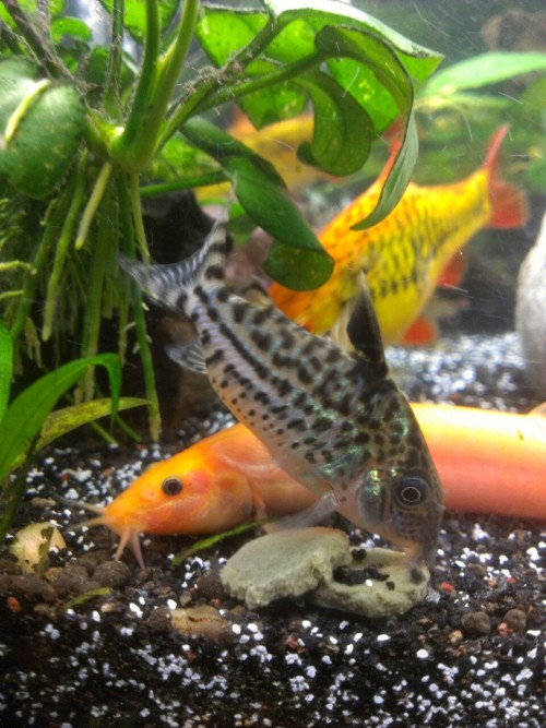 This is the clearest photo I will ever get of my dojo loach, Chunky Munky.